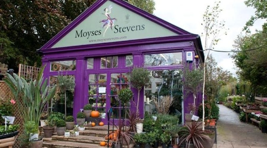 Moyses Stevens Flowers