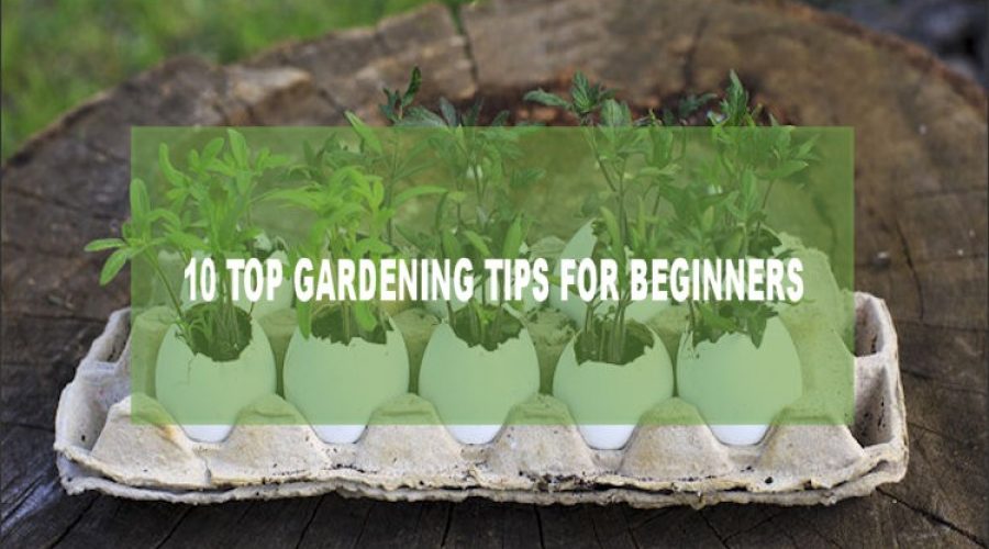 Top 10 Gardening Tips