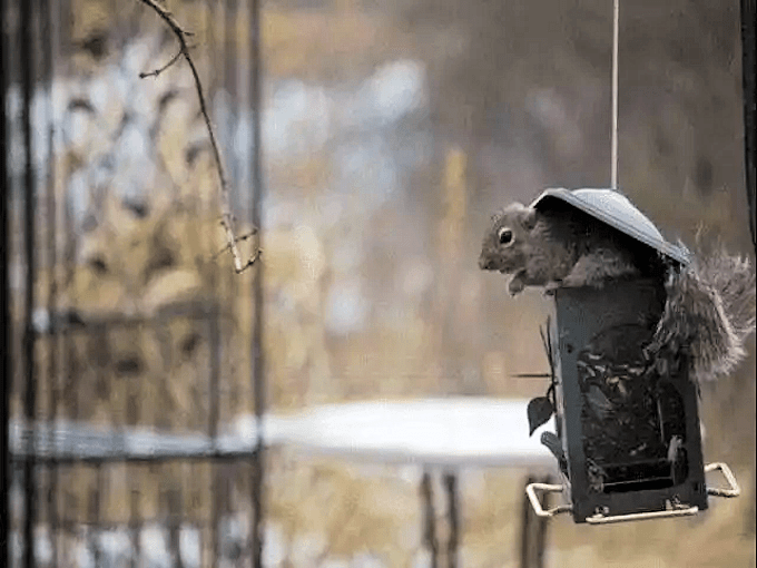 WD40 HACKS - Bird Feeder Protection