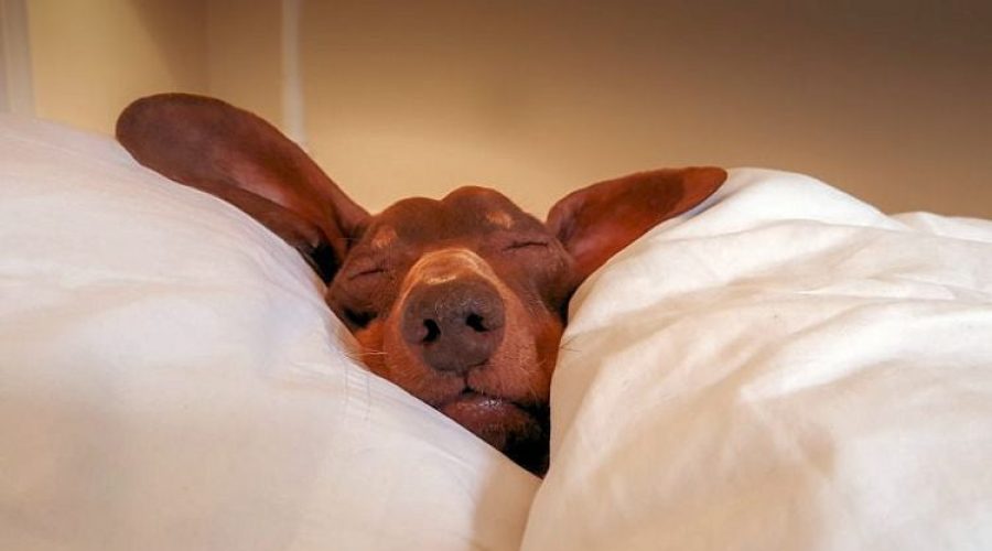 The Best Mattress for a Better Night’s Sleep